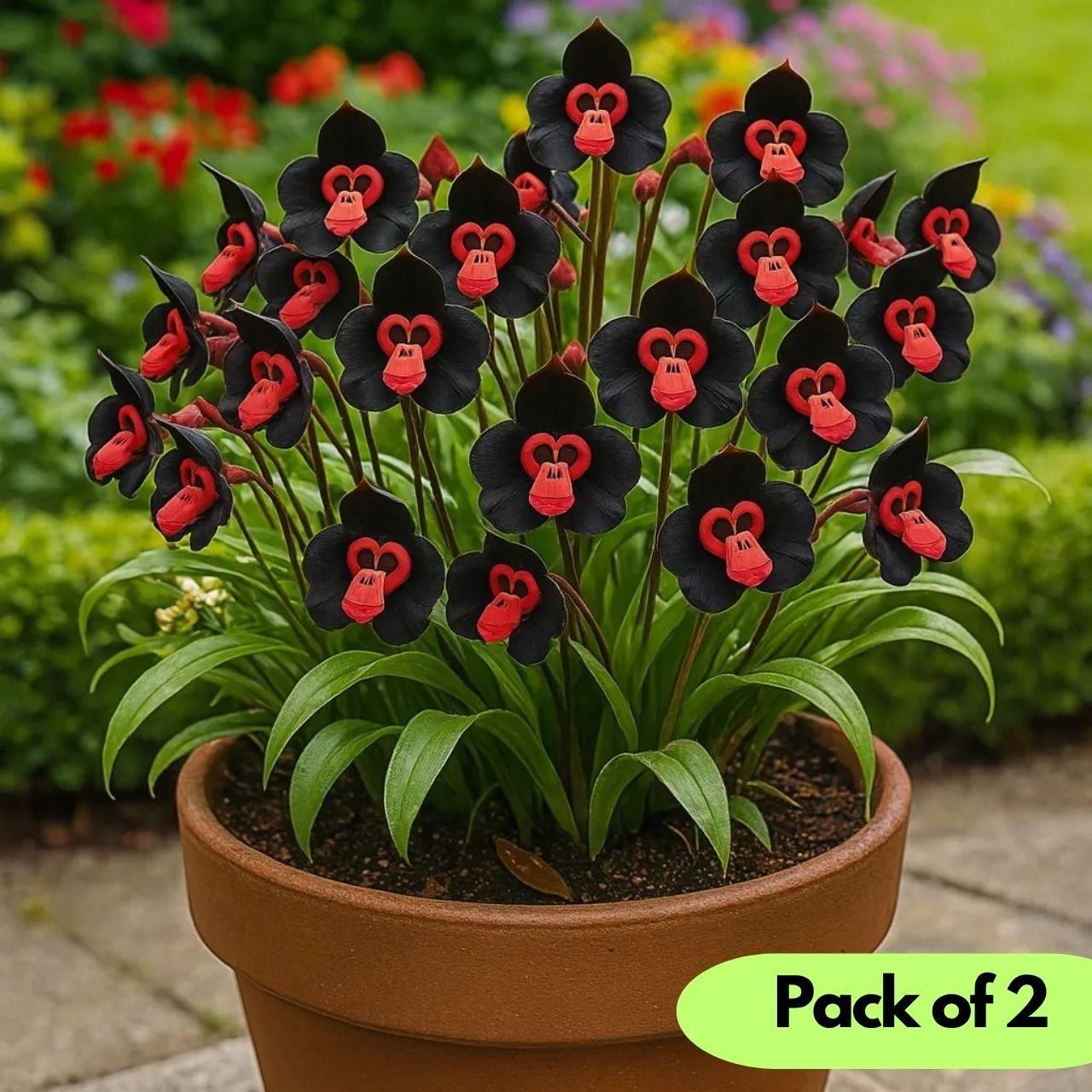 Rare Monkey Face Seeds Pack of 2 (Imported from nitherland)