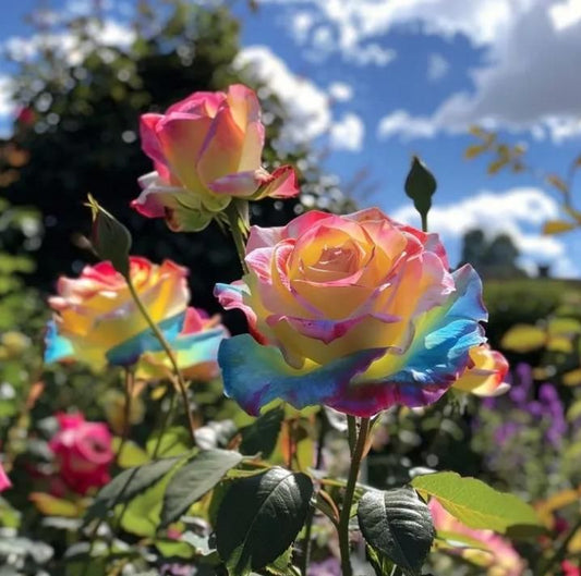 Rainbow Rose Seeds with Free Plant Growth Serum Pack of 2 ( Imported from Nitherland)