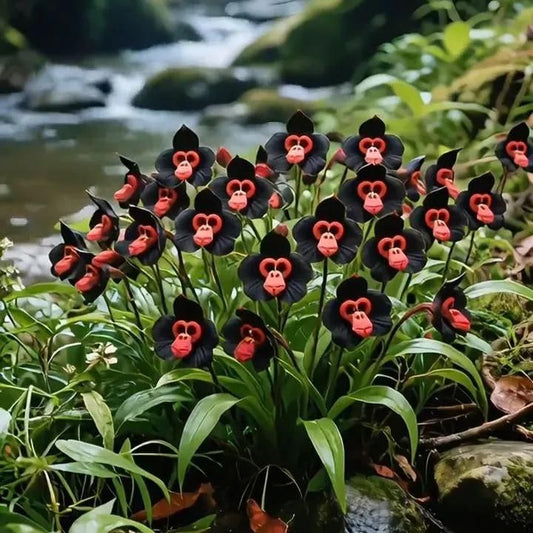 Rare Monkey Face Seeds Pack of 2 (Imported from nitherland)