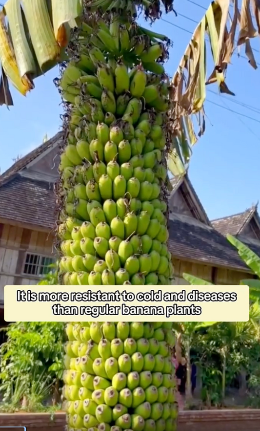 Banana Seeds (imported from USA)