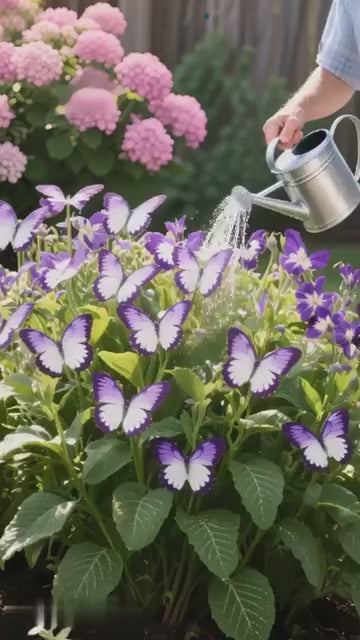 Moonlight Butterfly Seeds (import from Nitherland)